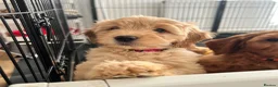 Mini Goldendoodle dogs for sale: F1 Mini Goldendoodle Puppies- ONE REMAINING   - Advert 7
