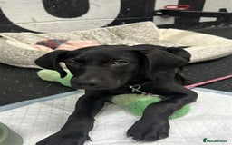 Mixed Breed dogs for sale: Doberman X Weimaraner  - Image 3