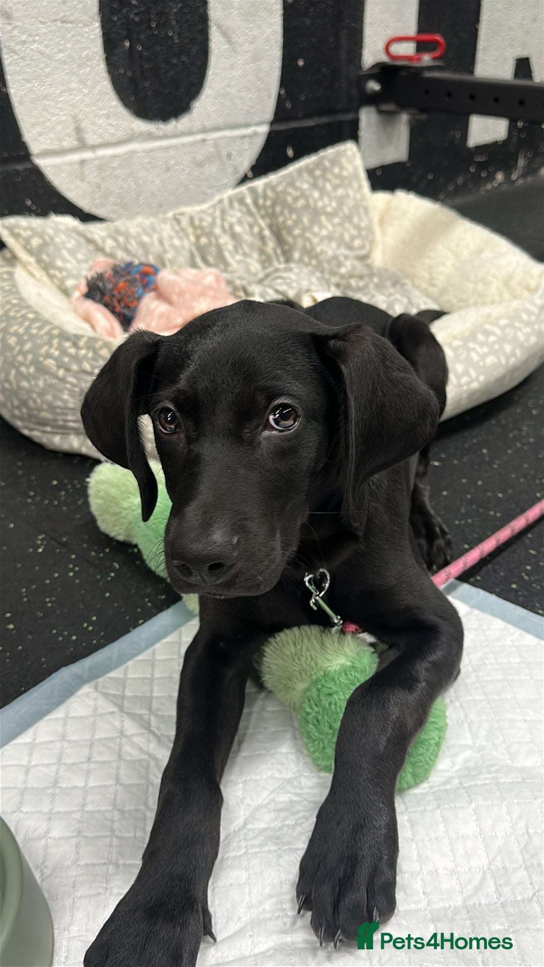 Mixed Breed dogs for sale: Doberman X Weimaraner  - Image 3