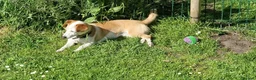 Mixed Breed dogs for adoption: CRETA - FOR ADOPTION  in Southport - Advert 3