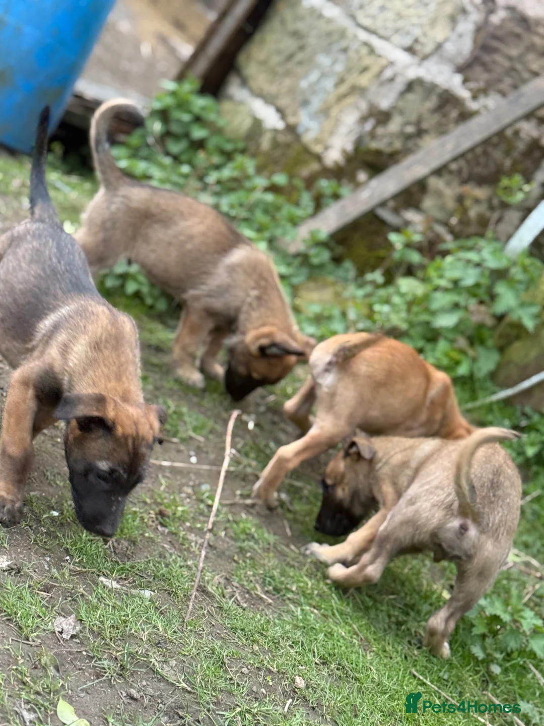 Belgian Shepherd Dog dogs for sale: Belgian malinois puppy’s  in Wrexham - Advert 1