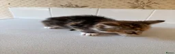 Mixed Breed cats for sale: 🐱 Beautiful Kittens Looking For Their Homes 🐱 in Birmingham - Advert 11