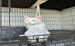 Mixed Breed cats for adoption: Charlotte - Norwich Norfolk   - Advert 9