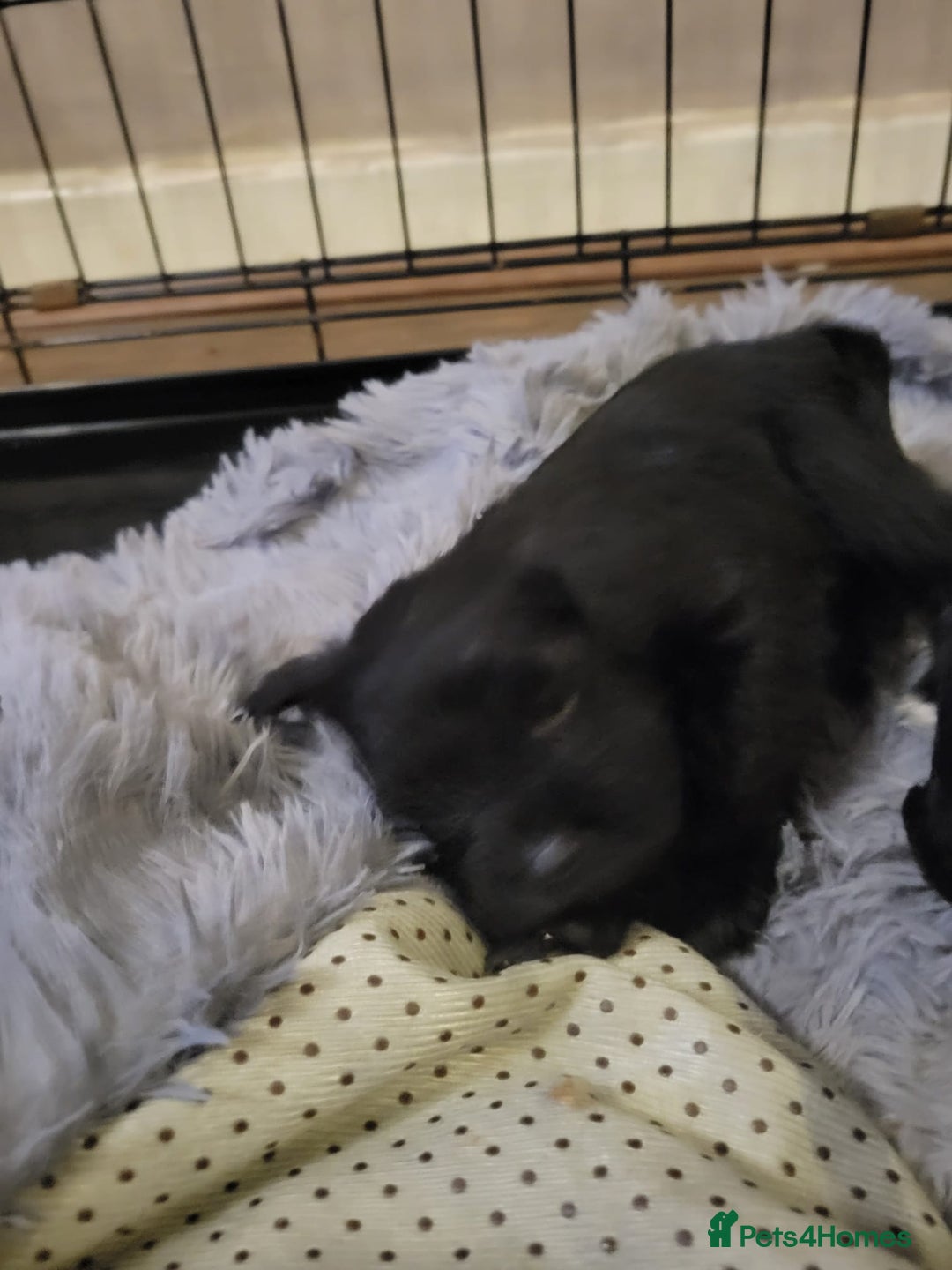 Miniature Schnauzer dogs for sale: Kc mini schnauzers - Advert 7