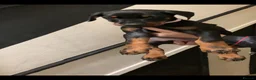 Dobermann dogs for sale: Royal KC Doberman puppies  - Advert 13