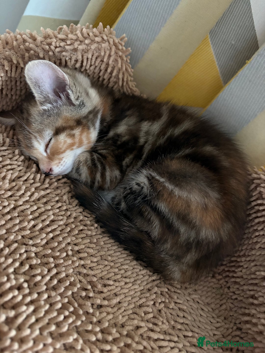 Mixed Breed cats for sale: Looking for a forever home  - Advert 8