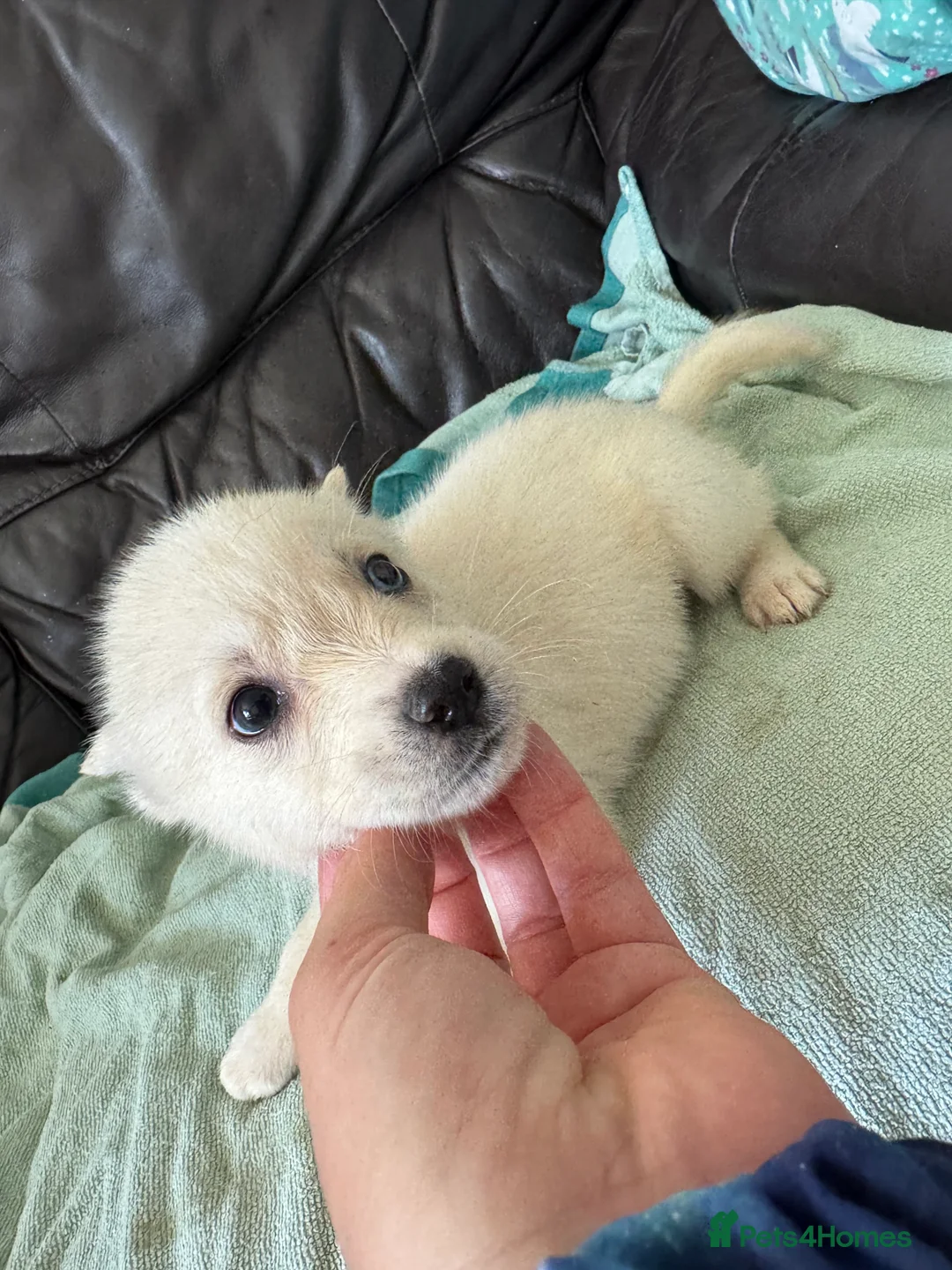 Mixed Breed dogs for sale: 7 beautiful siberian husky x labrador puppies - Advert 2