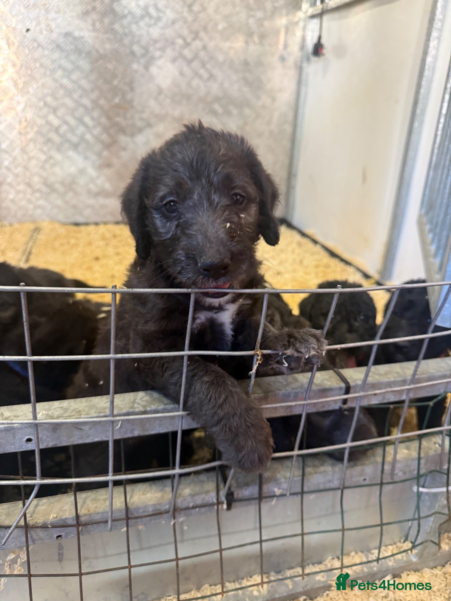 Mixed Breed dogs Bedlington x Whippet Lurcher puppy’s  - Advert 1