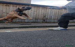 Cane Corso dogs for stud: Russian import working blood cane corso stud - Advert 11