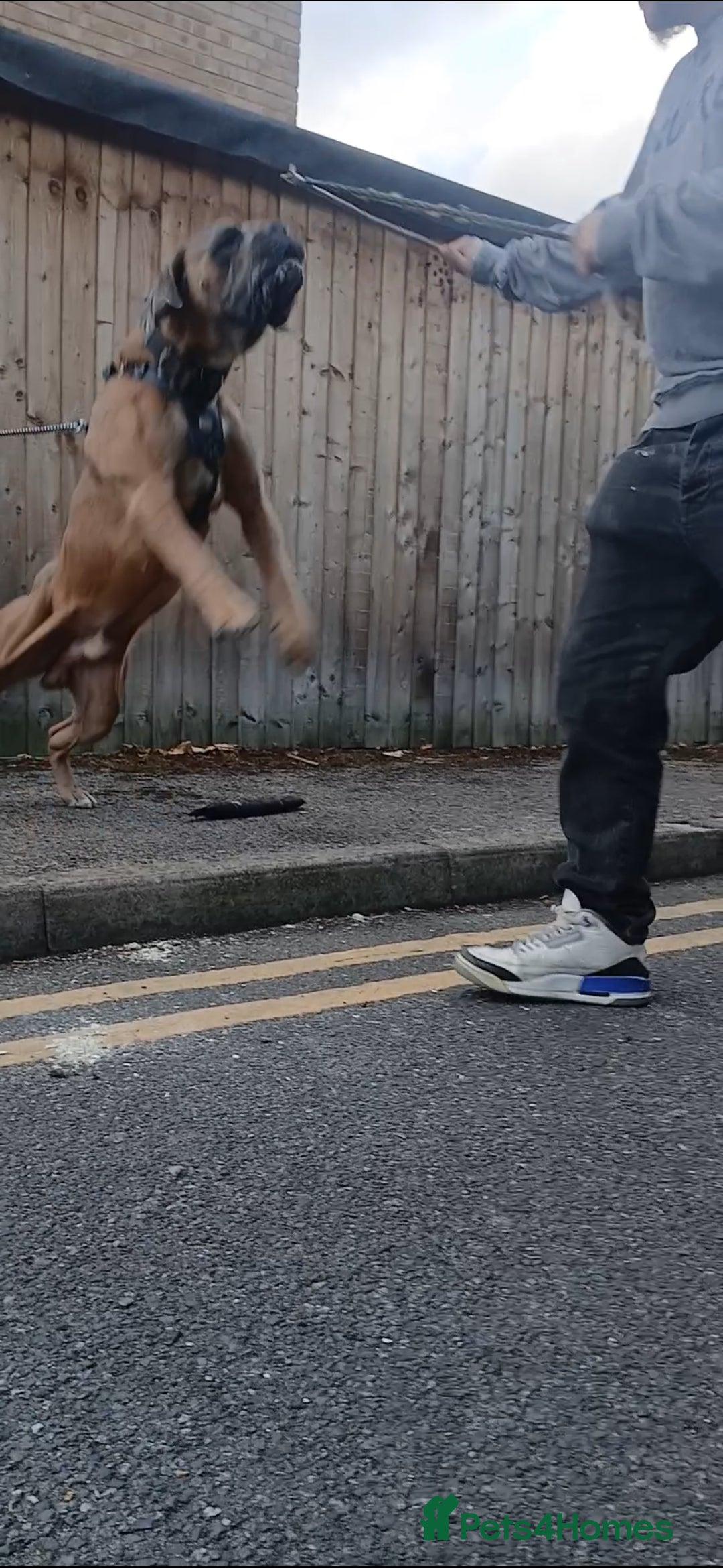 Cane Corso dogs for stud: Russian import working blood cane corso stud - Advert 11