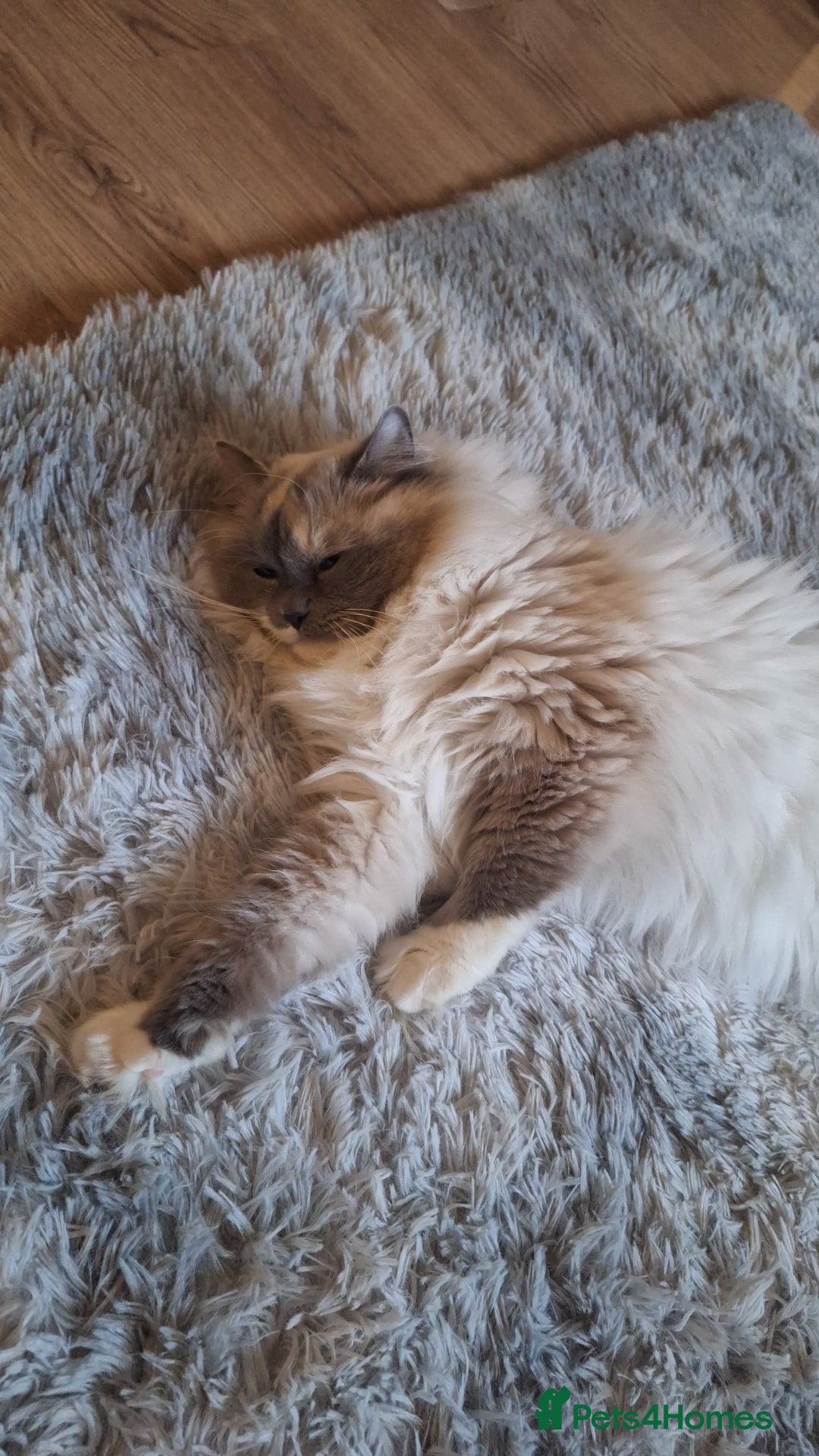 Ragdoll cats for adoption: Polly  - Advert 2