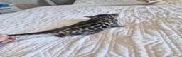 Bengal cats for sale: Supreme Apb Gene & Health Tested Bengal Kittens - Advert 2