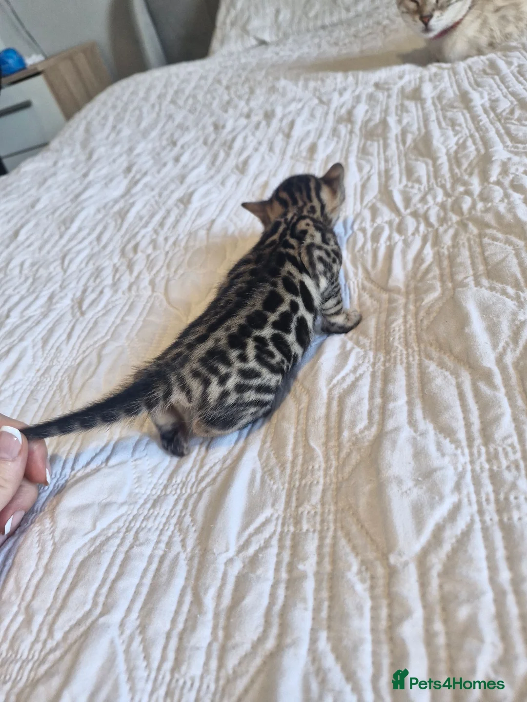 Bengal cats for sale: Supreme Apb Gene & Health Tested Bengal Kittens - Advert 2