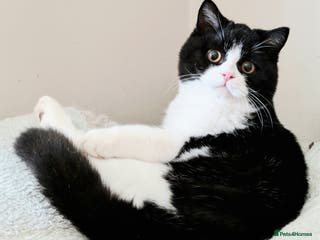 British Shorthair cats Gorgeous British Shorthair kitten - Advert 9