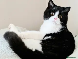 British Shorthair cats Gorgeous British Shorthair kitten - Advert 8