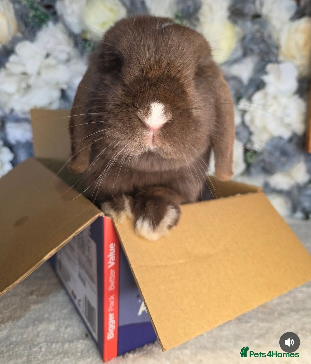 Mini Lop rabbits Beautiful Chocolate VM Mini Lop Doe - Advert 2