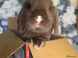 Mini Lop rabbits Beautiful Chocolate VM Mini Lop Doe - Advert 2