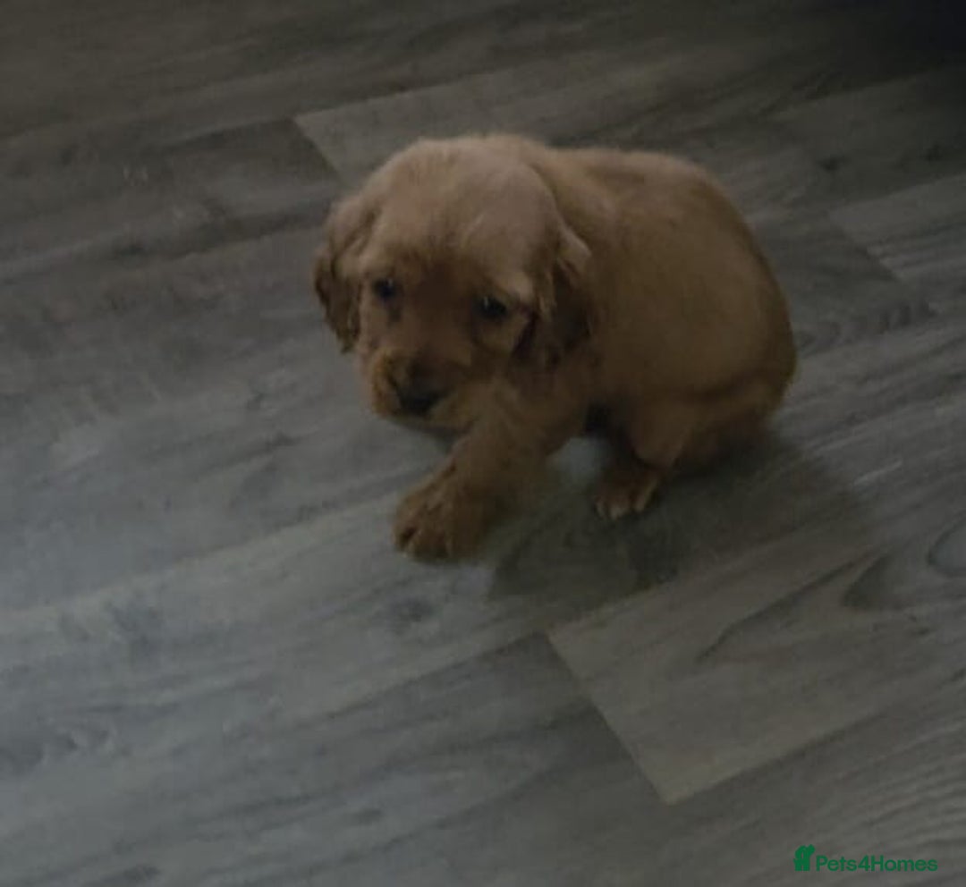 Cocker Spaniel dogs for sale: Two beautiful cocker spaniel puppies  - Advert 4