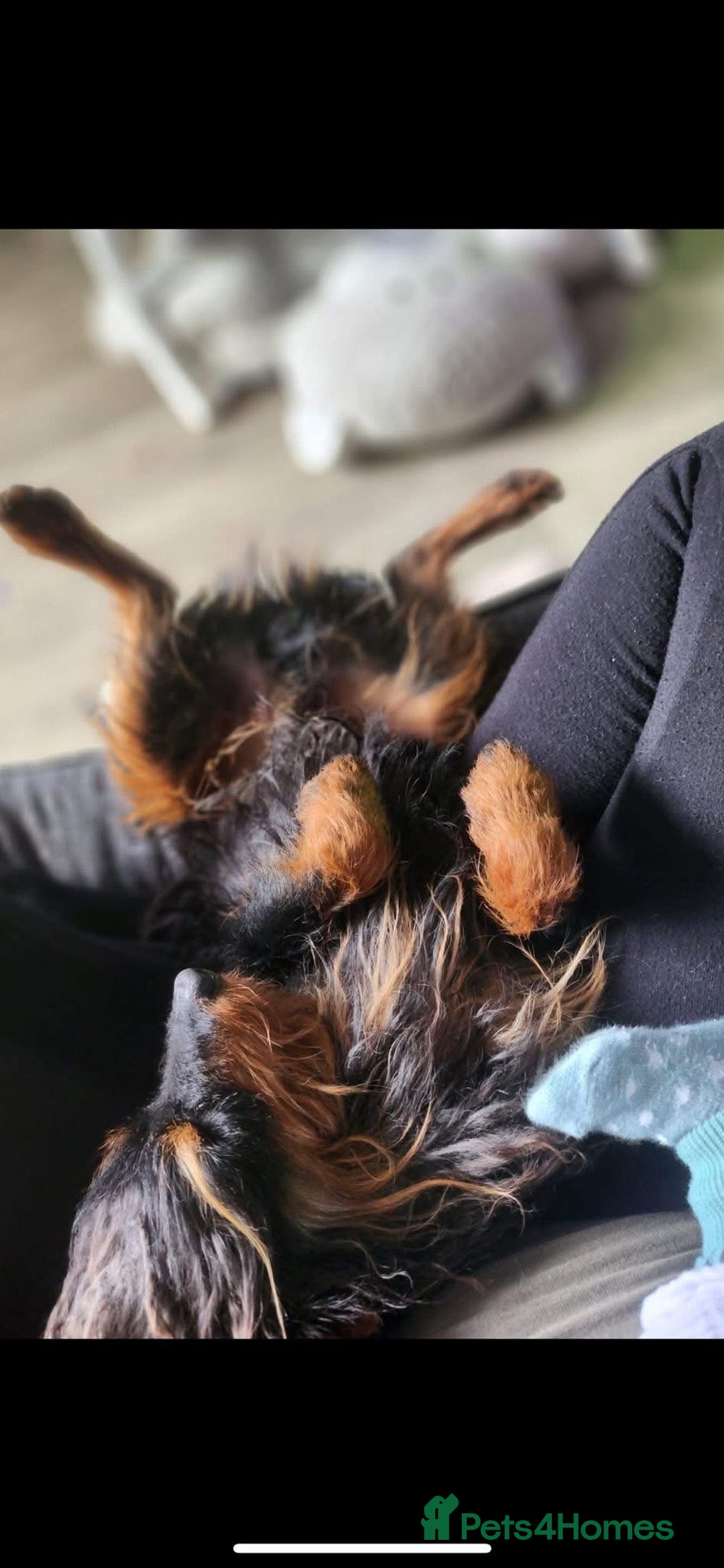 Mixed Breed dogs for sale: Ted the miniature toy poodle/pincher  - Image 2