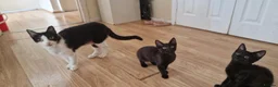 Mixed Breed cats for sale: Cats and kittens - Advert 5