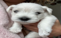 Miniature Schnauzer dogs for sale: Pure White KC REG Miniature schnauzer puppies  - Image 6