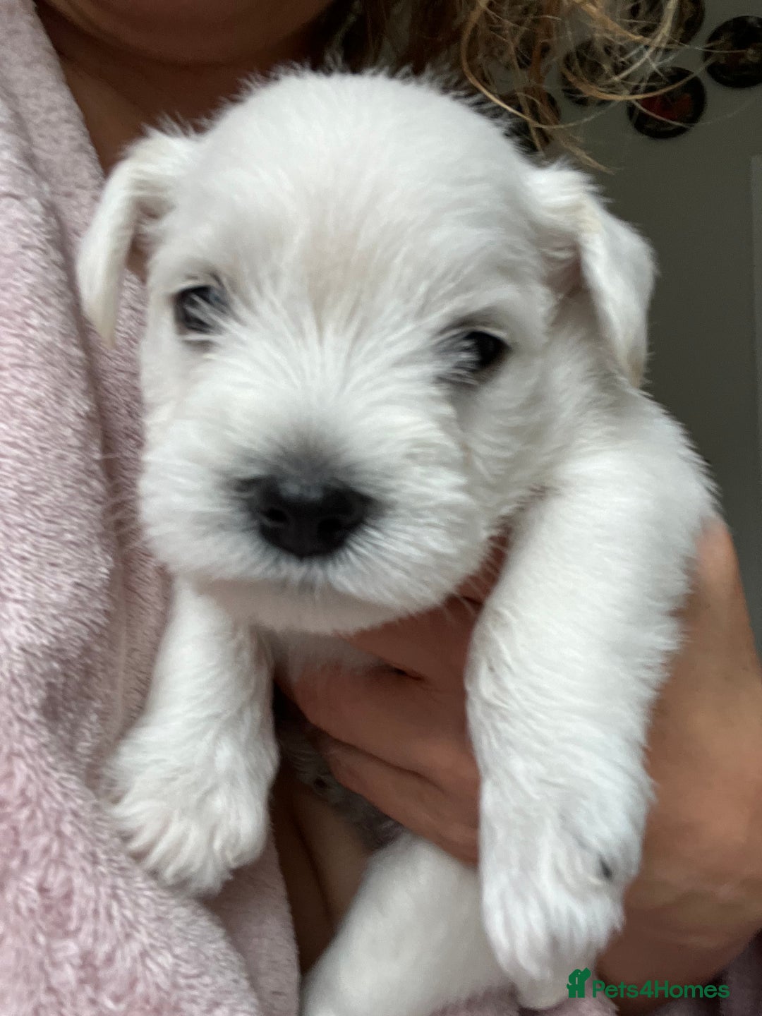 Miniature Schnauzer dogs for sale: Pure White KC REG Miniature schnauzer puppies  - Image 6