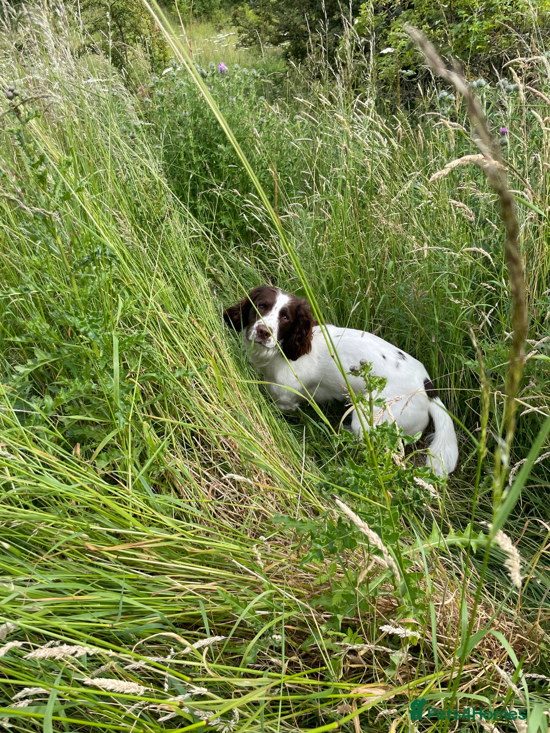 English Springer Spaniel dogs for stud: English Springer Spaniel Stud – “PADDY’S GILL LAD - Advert 3