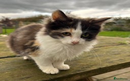 Turkish Van cats for sale: Beautiful kittens ready for loving new homes - Image 12