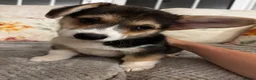 Welsh Corgi Pembroke dogs for sale: KC Registered Pembroke Welsh Corgi Puppies - Advert 13