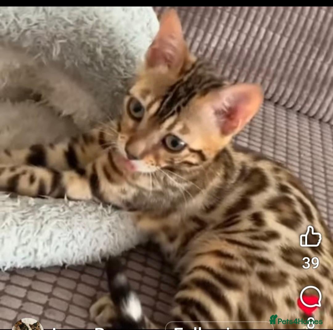 Bengal cats Bengal brown female  - Advert 1