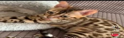 Bengal cats for sale: Bengal brown female  - Advert 1