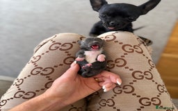 Chihuahua dogs for sale: Rare Grey & White Beauty with Blue-Toned Eyes  - Image 6