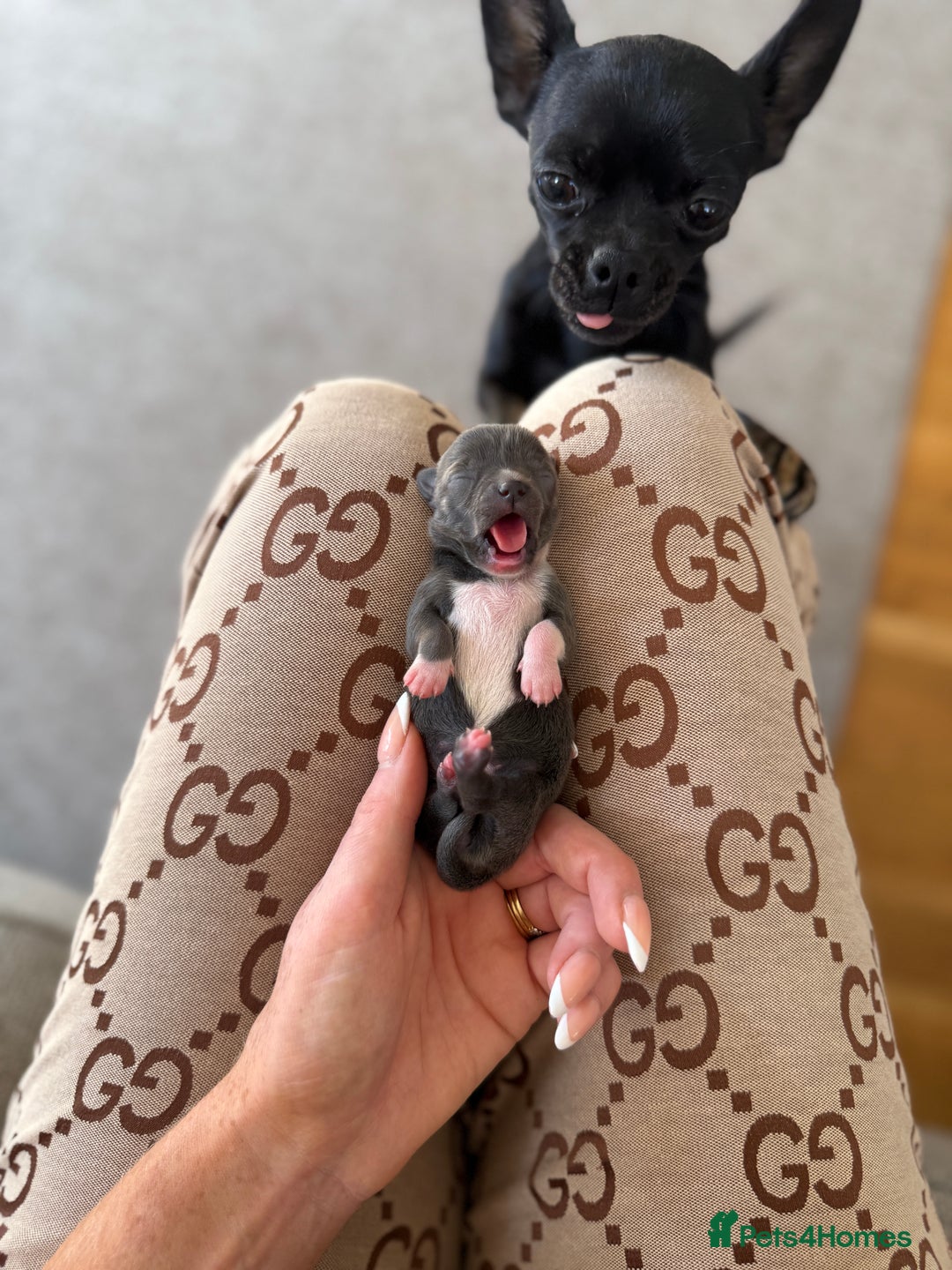 Chihuahua dogs for sale: Rare Grey & White Beauty with Blue-Toned Eyes  - Image 6
