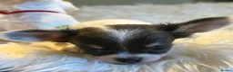 Chihuahua dogs for sale: KC Regd Chihuahua Pups parents fully health tested - Advert 5
