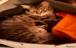 Mixed Breed cats for sale: White and dappled little girl  - Image 13