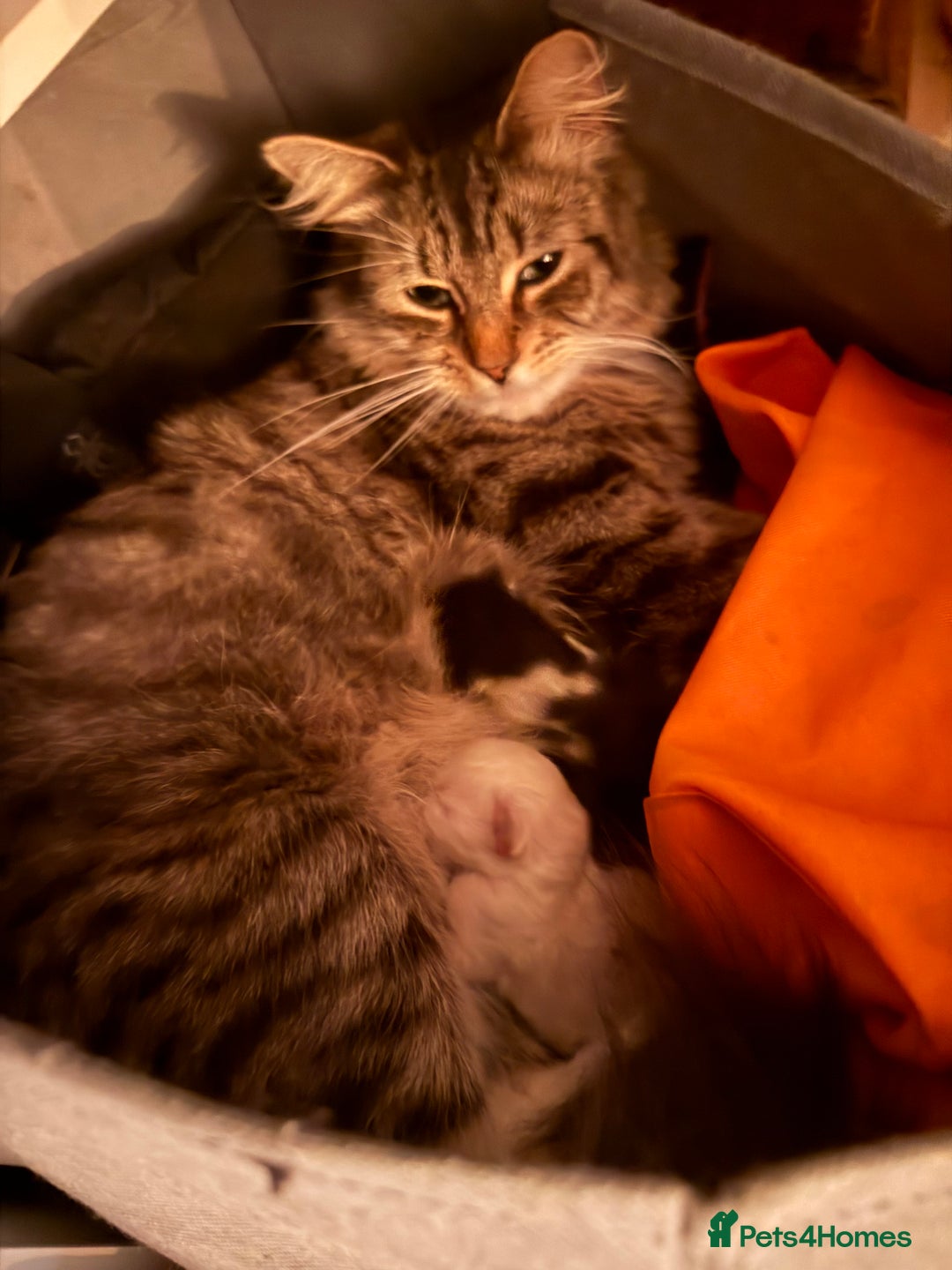 Mixed Breed cats for sale: White and dappled little girl  - Image 13