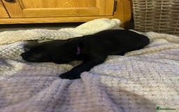 Labrador Retriever dogs for sale: Black Labrador Puppies  - Image 12