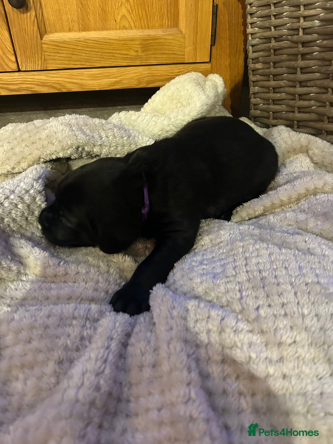 Labrador Retriever dogs for sale: Black Labrador Puppies  - Image 12