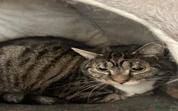 Mixed Breed cats for sale: Two 5 year old cats looking for new home - Image 5
