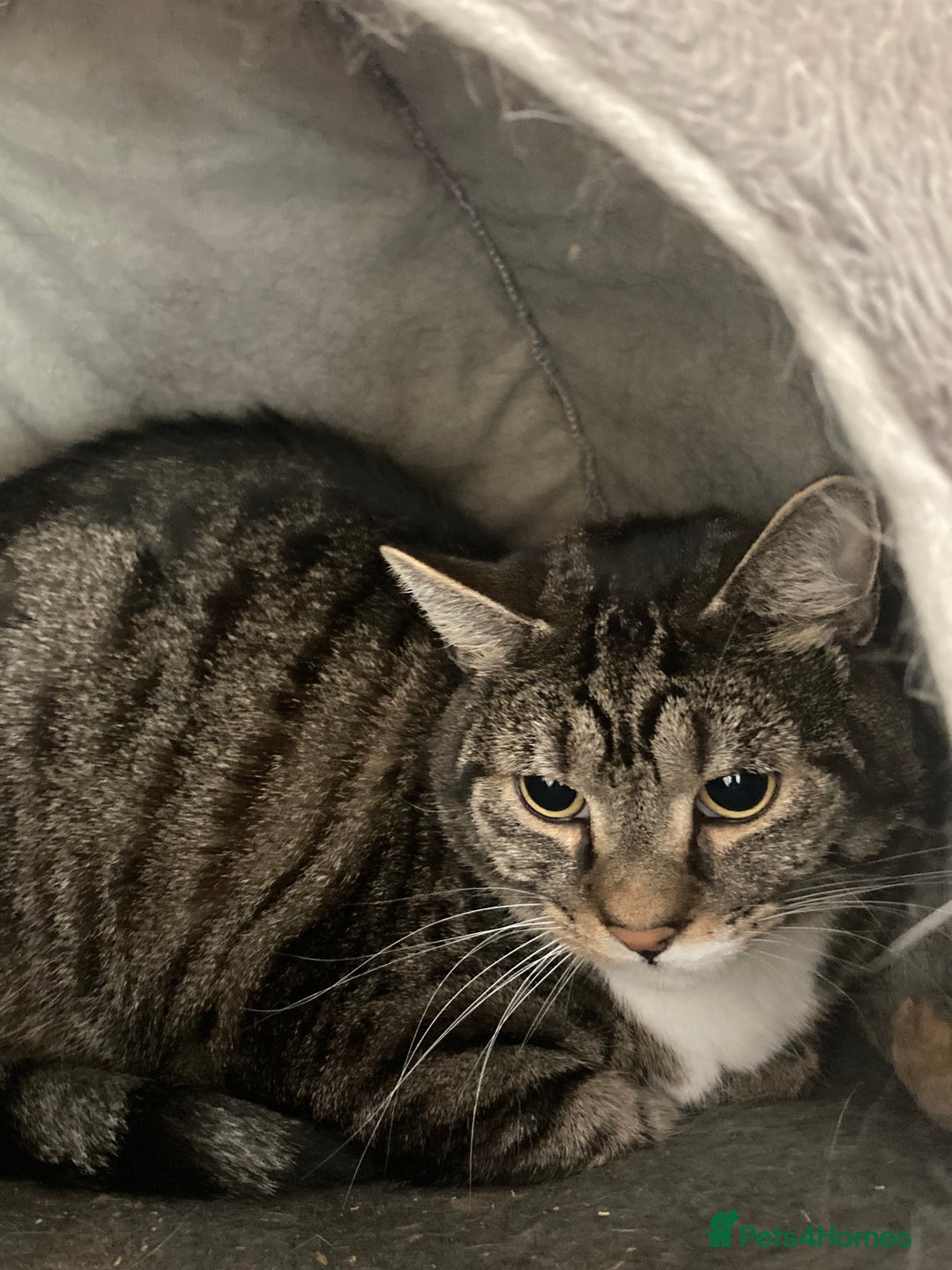 Mixed Breed cats for sale: Two 5 year old cats looking for new home - Image 5