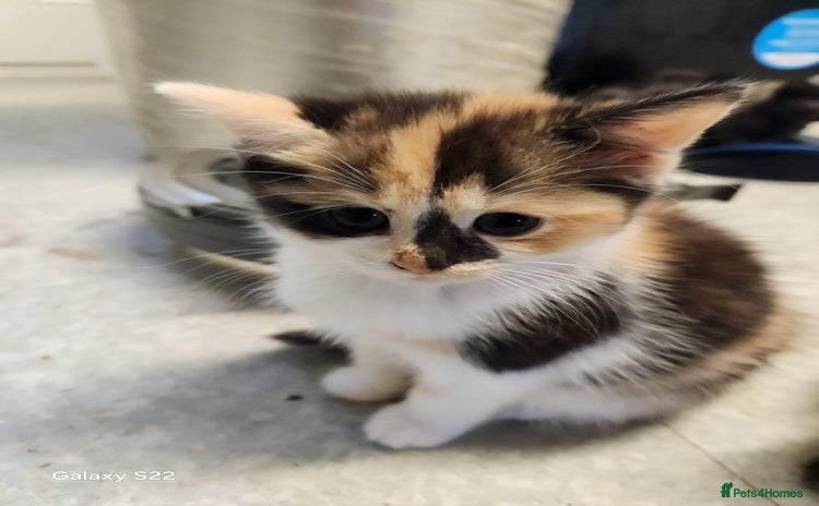 Mixed Breed cats - Advert 5
