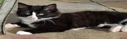 Mixed Breed cats for sale: Two kittens  - Advert 2