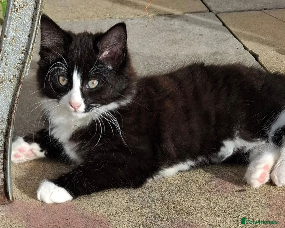 Mixed Breed cats for sale: Two kittens  - Advert 2