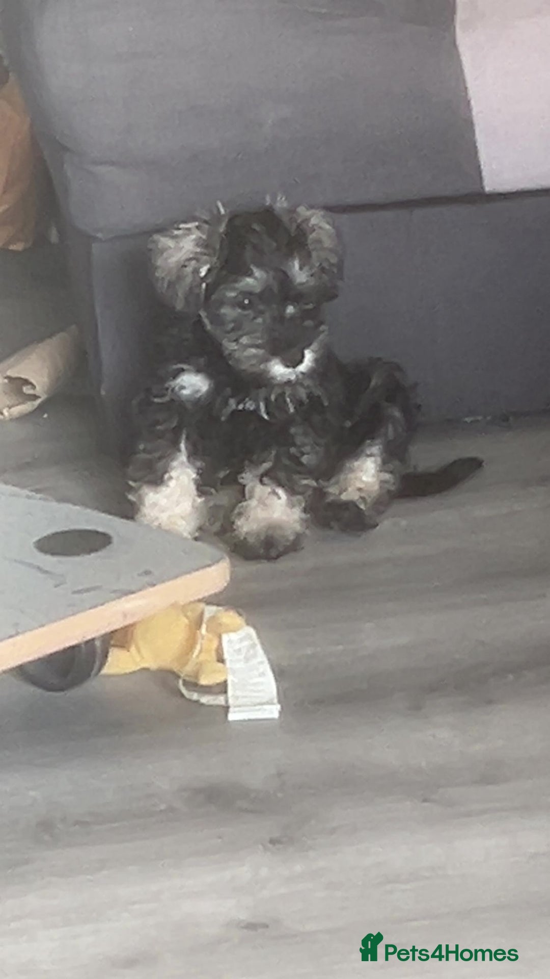 Miniature Schnauzer dogs for sale: Mini Schnauzer Boy - Image 3
