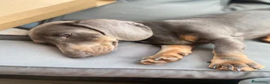 Miniature Dachshund