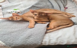 Abyssinian cats for sale: Abisinian kittens  - Image 23