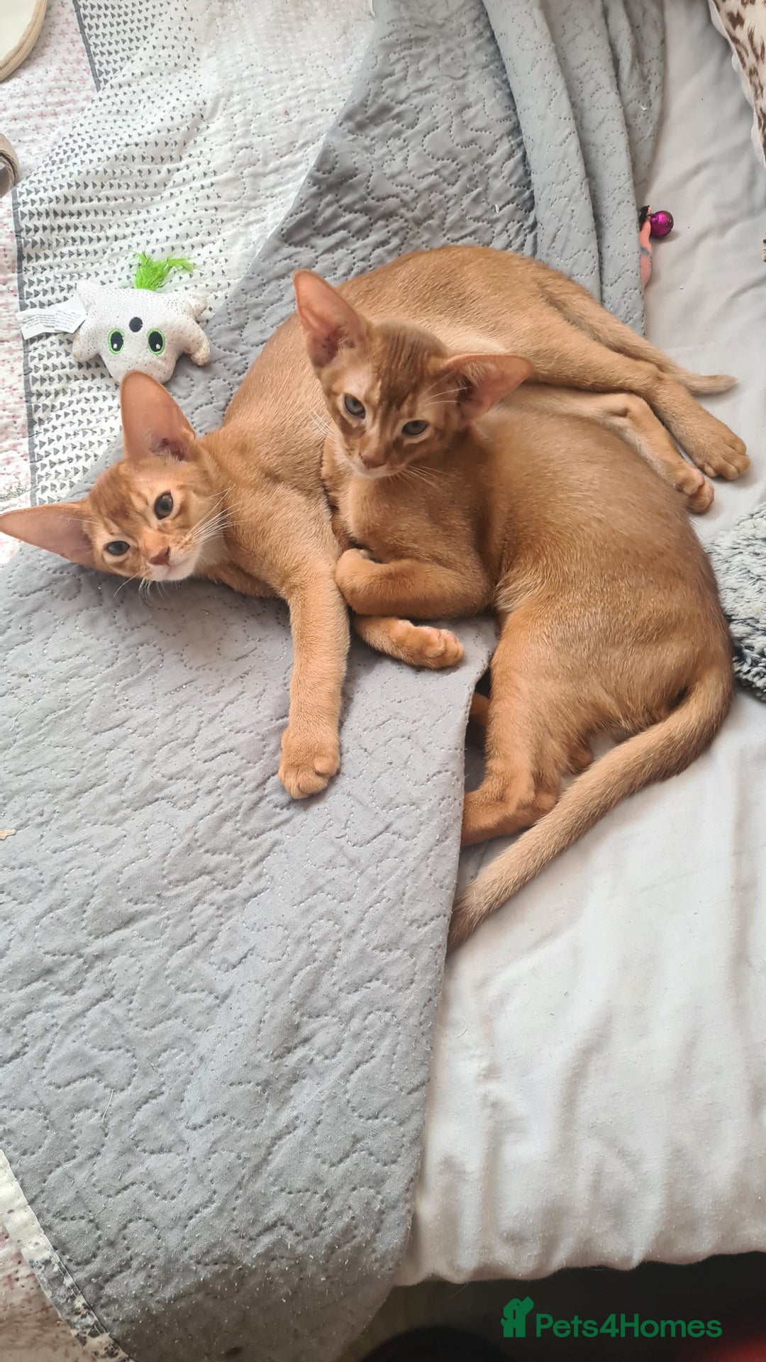 Abyssinian cats for sale: Abisinian kittens  - Image 23