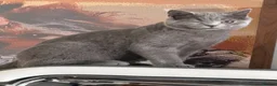British Shorthair cats for sale: British shorthair kitten “READY NOW “ - Advert 3
