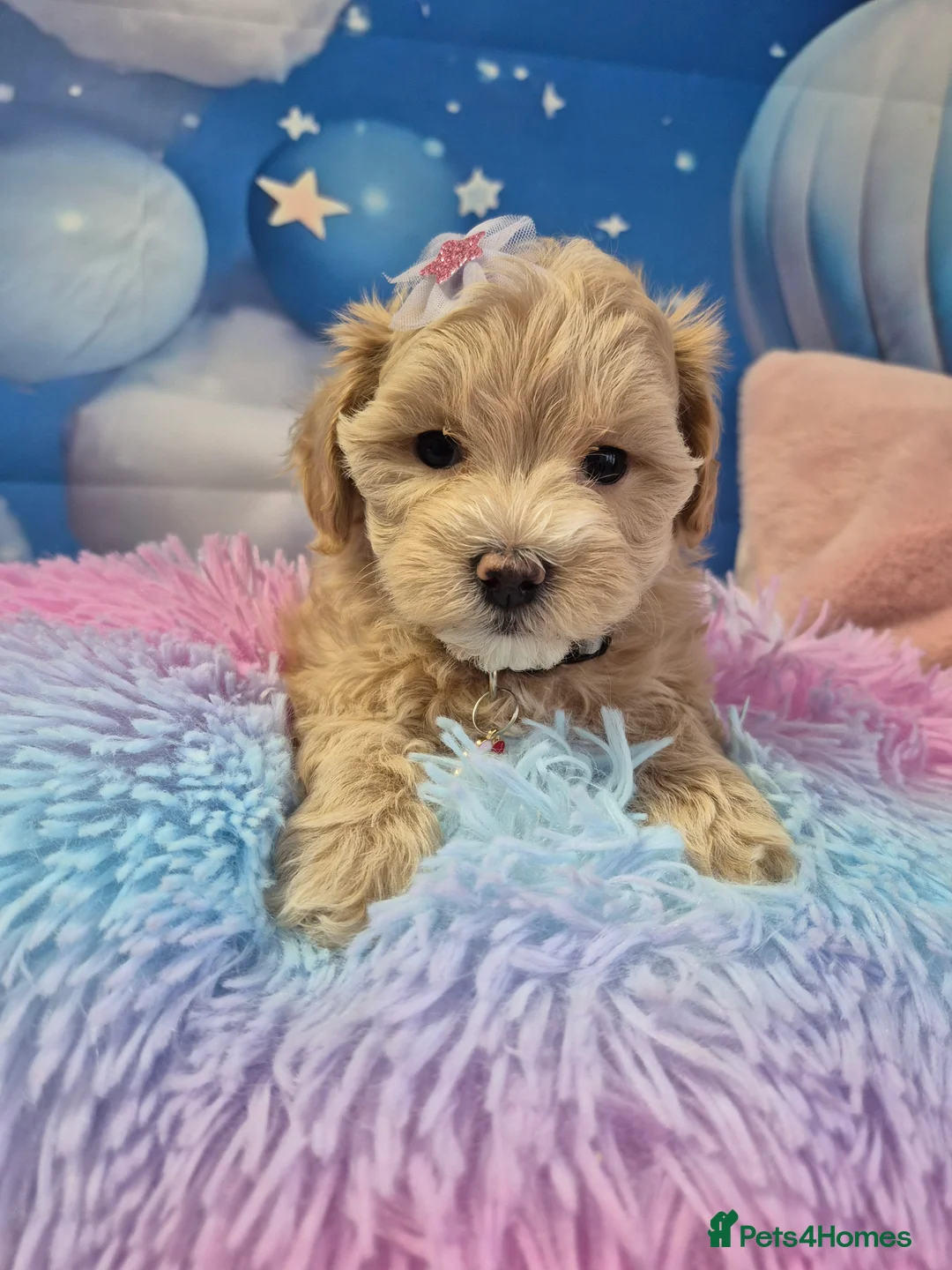 Maltipoo dogs for sale: Stunning Toy F1 Apricot & Cream maltipoo's - Advert 37