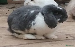 Mini Lop rabbits for sale: 🐰For Adoption Rocket is Looking Forever Home 🚀💚 - Image 4